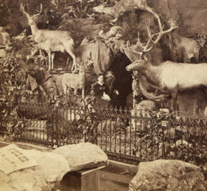 The Victorian Naturalist and their Interest in Taxidermy - Molly Brown  House Museum