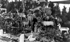 The Victorian Naturalist and their Interest in Taxidermy - Molly Brown  House Museum