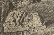 an old photo of a cat